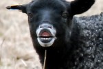 lamm_lanlapp_nara