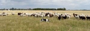 peg_storflock