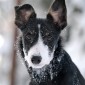Hund Hund
