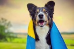 Ztill SVensk Mästare 2024 avsmalad